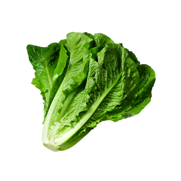 Lettuce (1 bunch)